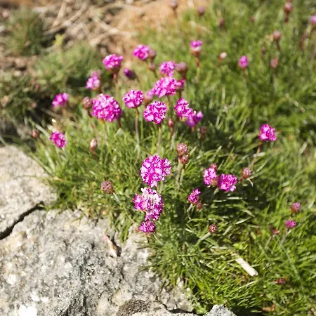 Nyaraló Rose Doolin