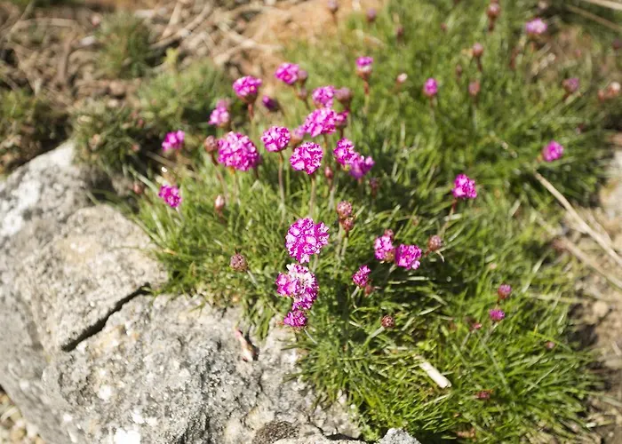 בית נופש Rose דולין