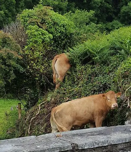 בית נופש Rose